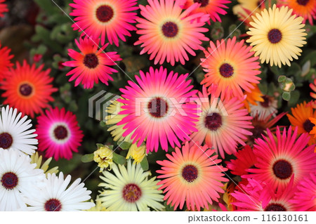 Livingstone daisy red flower Livingstone daisy red flower 116130161