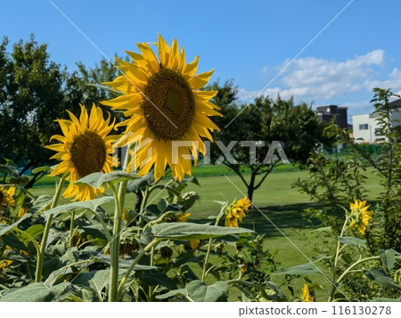 初夏公園裡盛開的黃色向日葵花 初夏公園裡盛開的黃色向日葵花 116130278