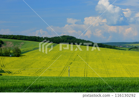 View of a rapeseed field in front of a small chapel in the Moravian steppe near Kyjov, South Moravia, Czech Republic, Central Europe 116130292