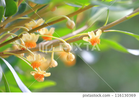 小木國花 小木國花 116130369