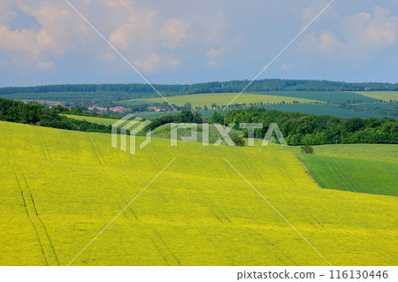 中歐捷克共和國南摩拉維亞基約夫附近摩拉維亞草原上一座小教堂前的油菜田景觀 116130446