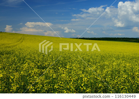 View of a rapeseed field in front of a small chapel in the Moravian steppe near Kyjov, South Moravia, Czech Republic, Central Europe 116130449