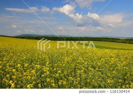 View of a rapeseed field in front of a small chapel in the Moravian steppe near Kyjov, South Moravia, Czech Republic, Central Europe 116130454