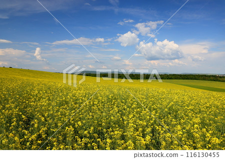 View of a rapeseed field in front of a small chapel in the Moravian steppe near Kyjov, South Moravia, Czech Republic, Central Europe 116130455