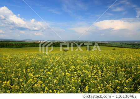 View of a rapeseed field in front of a small chapel in the Moravian steppe near Kyjov, South Moravia, Czech Republic, Central Europe 116130462