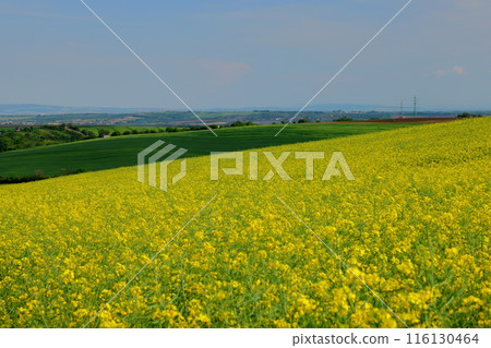 View of a rapeseed field in front of a small chapel in the Moravian steppe near Kyjov, South Moravia, Czech Republic, Central Europe 116130464