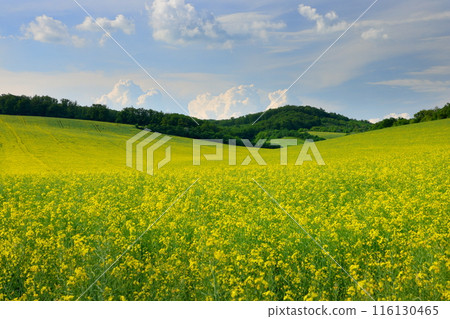 View of a rapeseed field in front of a small chapel in the Moravian steppe near Kyjov, South Moravia, Czech Republic, Central Europe 116130465