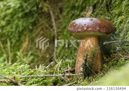 Boletus pinophilus mushroom growing in the woods 116130494
