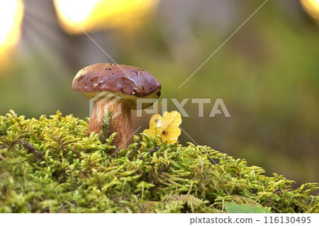 Pine bolete mushroom growing in the woods Pine bolete mushroom growing in the woods 116130495