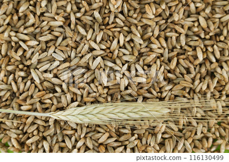 Closeup of rye grains for natural food and agriculture background Closeup of rye grains for natural food and agriculture background 116130499