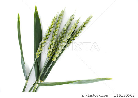 Green wheat stems isolated on white background with copy space 116130502