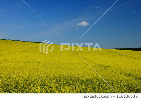 中歐捷克共和國南摩拉維亞基約夫附近摩拉維亞草原上一座小教堂前的油菜田景觀 116130539