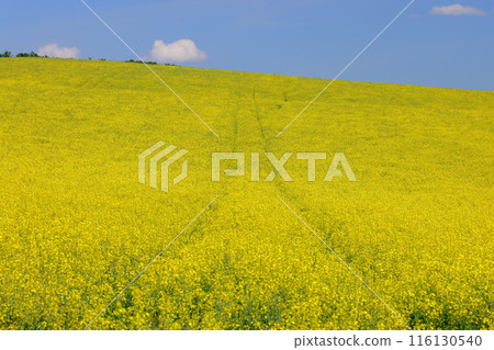 中歐捷克共和國南摩拉維亞基約夫附近摩拉維亞草原上一座小教堂前的油菜田景觀 116130540