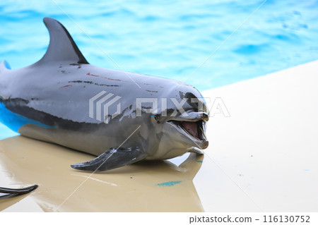 Dolphin 116130752
