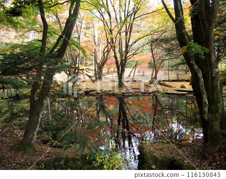 輕井澤雲場池和秋葉 輕井澤雲場池和秋葉 116130843