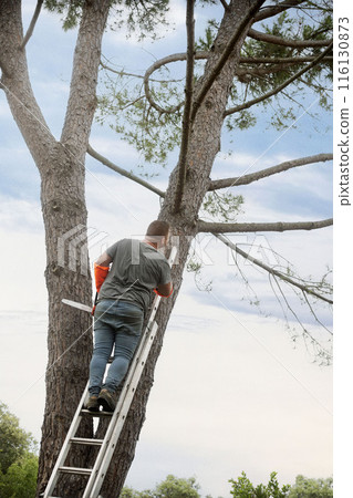 lumberjack and chainsaw 116130873