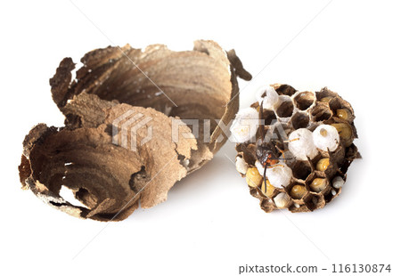 Asian hornet in studio 116130874