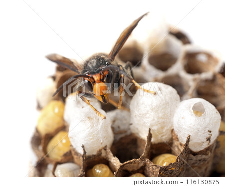 asian hornet in studio 116130875
