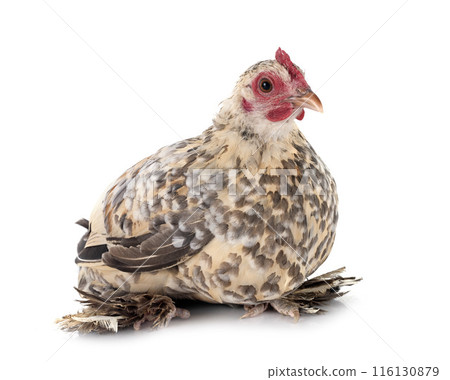 sabelpoot chicken in studio 116130879