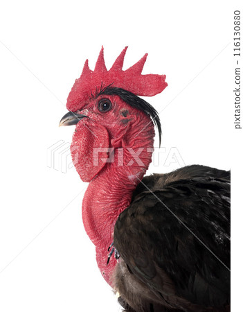 bantam Naked Neck chicken in studio bantam Naked Neck chicken in studio 116130880