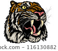 Tiger illustration 116130882