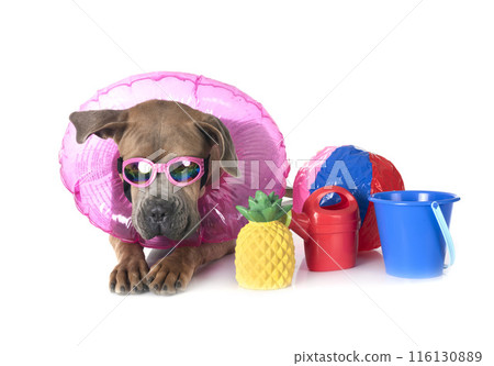 puppy cane corso puppy cane corso 116130889