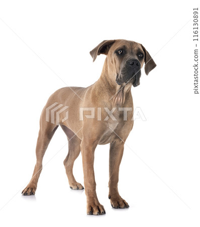 puppy cane corso puppy cane corso 116130891