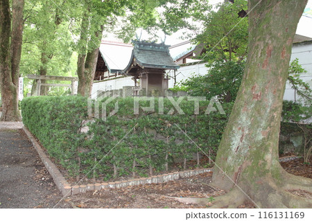 Aichi Ichinomiya Misato Shrine Hydrangea Garden Walk 47 116131169