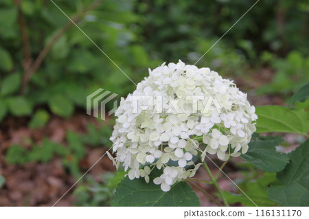 Aichi Ichinomiya Misato Shrine Hydrangea Garden Walk 48 Aichi Ichinomiya Misato Shrine Hydrangea Garden Walk 48 116131170