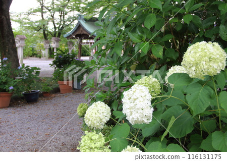 Aichi Ichinomiya Misato Shrine Hydrangea Garden Walk 53 116131175
