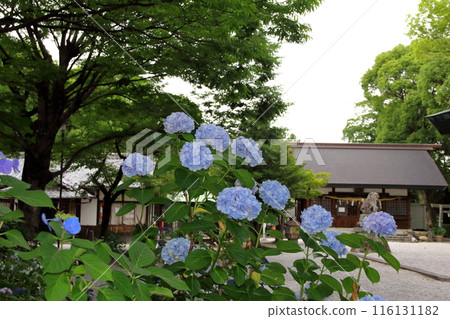 愛知一宮三茂神社繡球花園漫步 60 116131182
