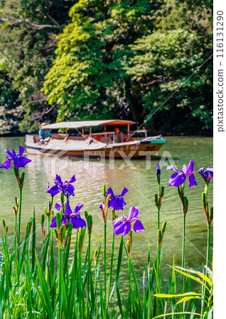 Shimane Matsue Castle: Iris flowers on the moat and sightseeing boats 116131290