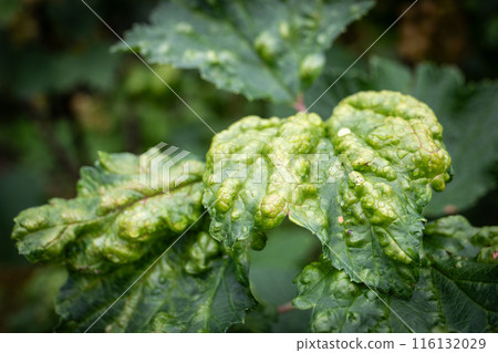Plant pests, aphids damaged the leaf of the berry bush 116132029