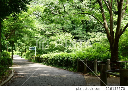 橫濱市都築區茅崎公園綠道石嶺步道、新綠及交通 橫濱市都築區茅崎公園綠道石嶺步道、新綠及交通 116132570