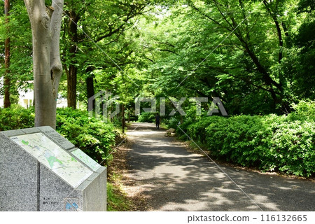 橫濱市都築區茅崎公園的綠道與新綠 116132665