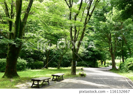 橫濱市都築區茅崎公園的綠道與新綠 116132667