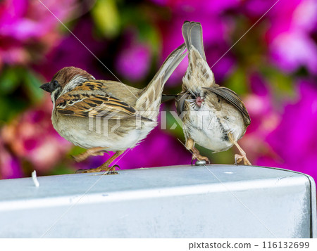 麻雀露出它的屁股 麻雀露出它的屁股 116132699