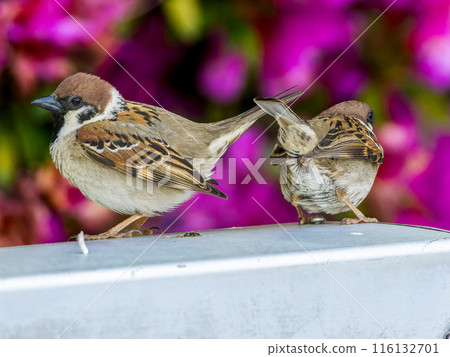 Sparrow showing its butt Sparrow showing its butt 116132701