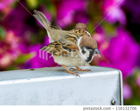 Up sparrows Up sparrows 116132706