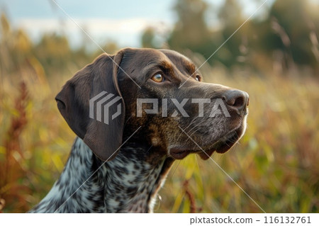 Hunting dog in tall grass. German Shorthaired Pointer. 116132761