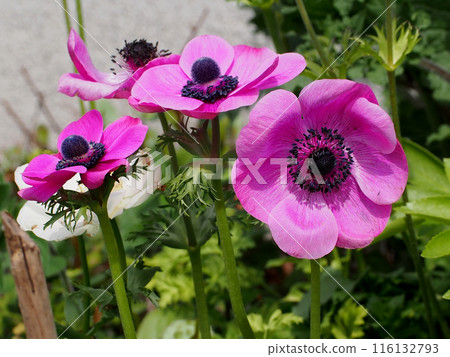 沐浴在春天陽光下的紅紫色海葵花 116132793