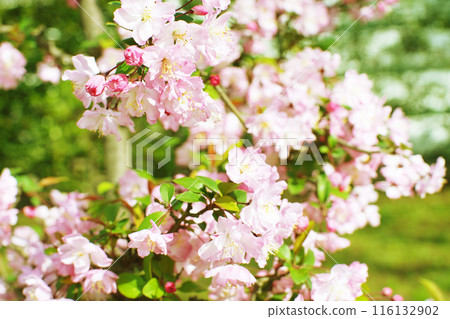 Full-bloomed begonia flower, out of focus 116132902