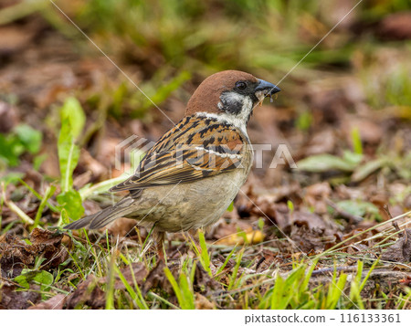 Sparrow walking on the ground 116133361