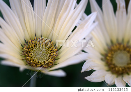White Gerbera Flower White Gerbera Flower 116133415