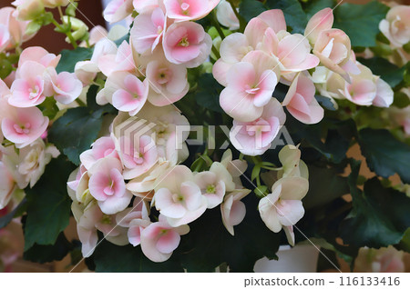Pretty pink begonia flower Pretty pink begonia flower 116133416