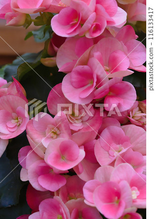 Begonia flowers wet in the rain Begonia flowers wet in the rain 116133417