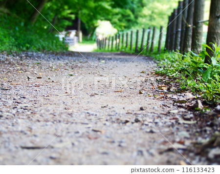 A forest path surrounded by greenery 116133423