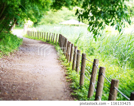 A forest path surrounded by greenery 116133425
