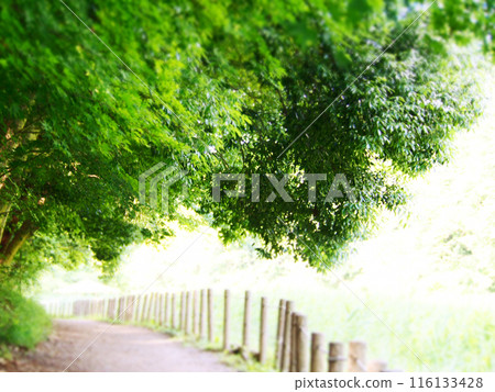 綠樹環繞的林間小路 116133428