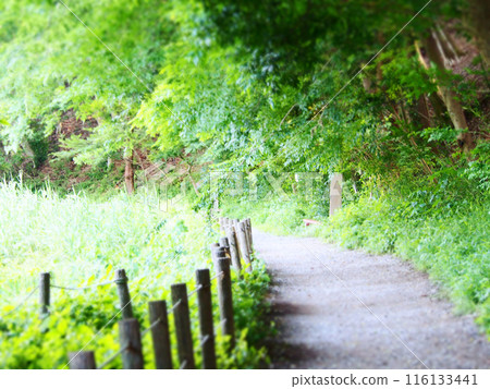 綠樹環繞的林間小路 綠樹環繞的林間小路 116133441